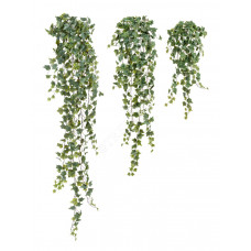 Английский плющ Олд Тэмпл припылённо-зелёный в-90 см (191 лист) (Sensitive Botanic) 6/36